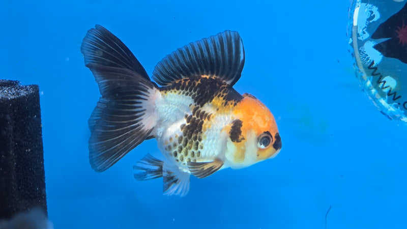 Thai Tri Color Orchid Tail Medium Breed Female 2.50 inch Body (NNN-3007)R3B19