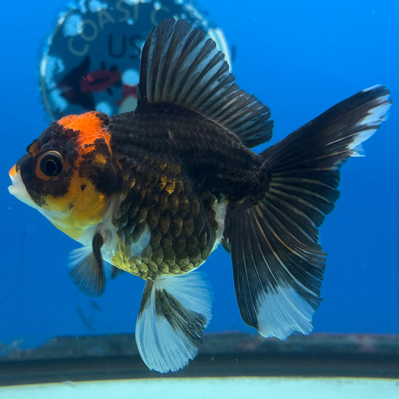 Thai Oranda Apache 3” Body Female(CK-979)R3B09