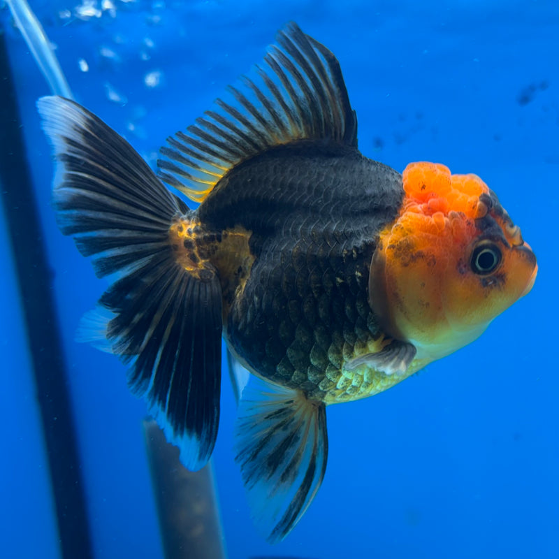 Thai Oranda Apache 3.5” Body Female(CK-914)R1BLUETUB4