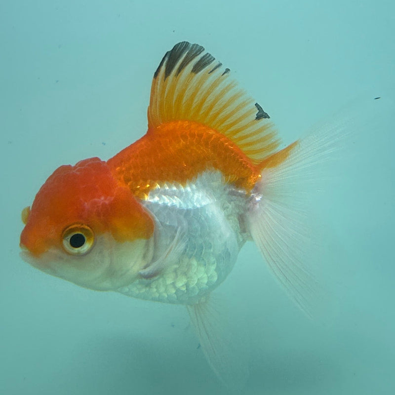 Live Premium Fancy Thai Goldfish 2” body Red & White Female (JC-240) R4C08