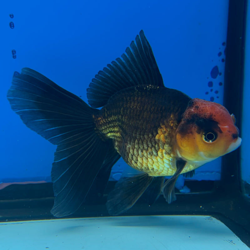 Thai Oranda Black Body Red Cap 2.5” Body Male(CK-860)R3B16