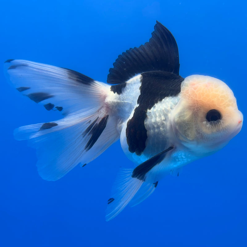Thai Oranda Panda 3” Body Male(CK-1380)R1B11