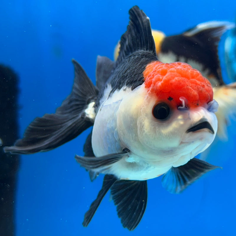 Thai Panda Red-Cap Oranda 2.5”Body Female (JCD-180)R3B14