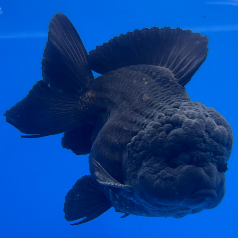 Thai Oranda JUMBO Full Black 4” Body Male(QGF-CK-1339)BLUETUB1