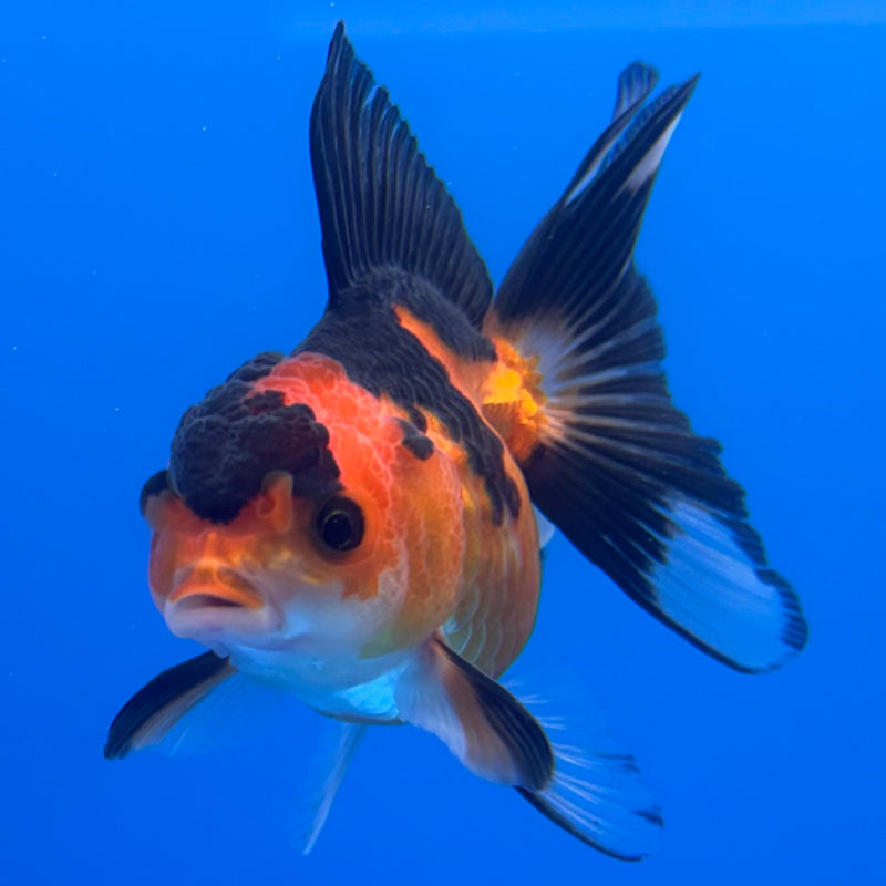 Thai Oranda Apache 2.5” Body Female(CK-1236)R3B12
