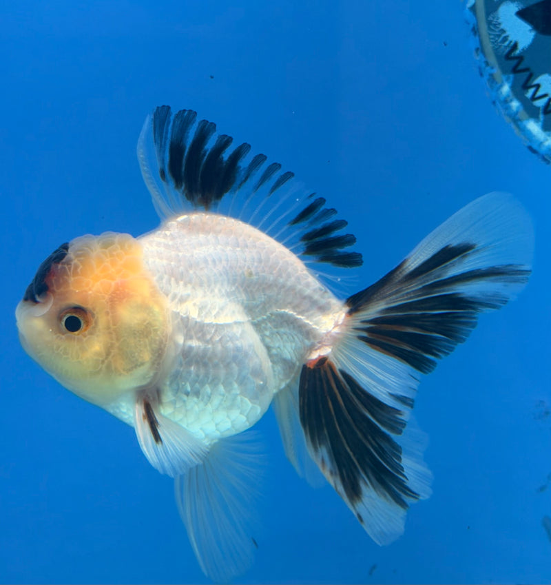 Thai Oranda Lemonhead Tri-Color 2.5” Female (FEB-272)R3A09