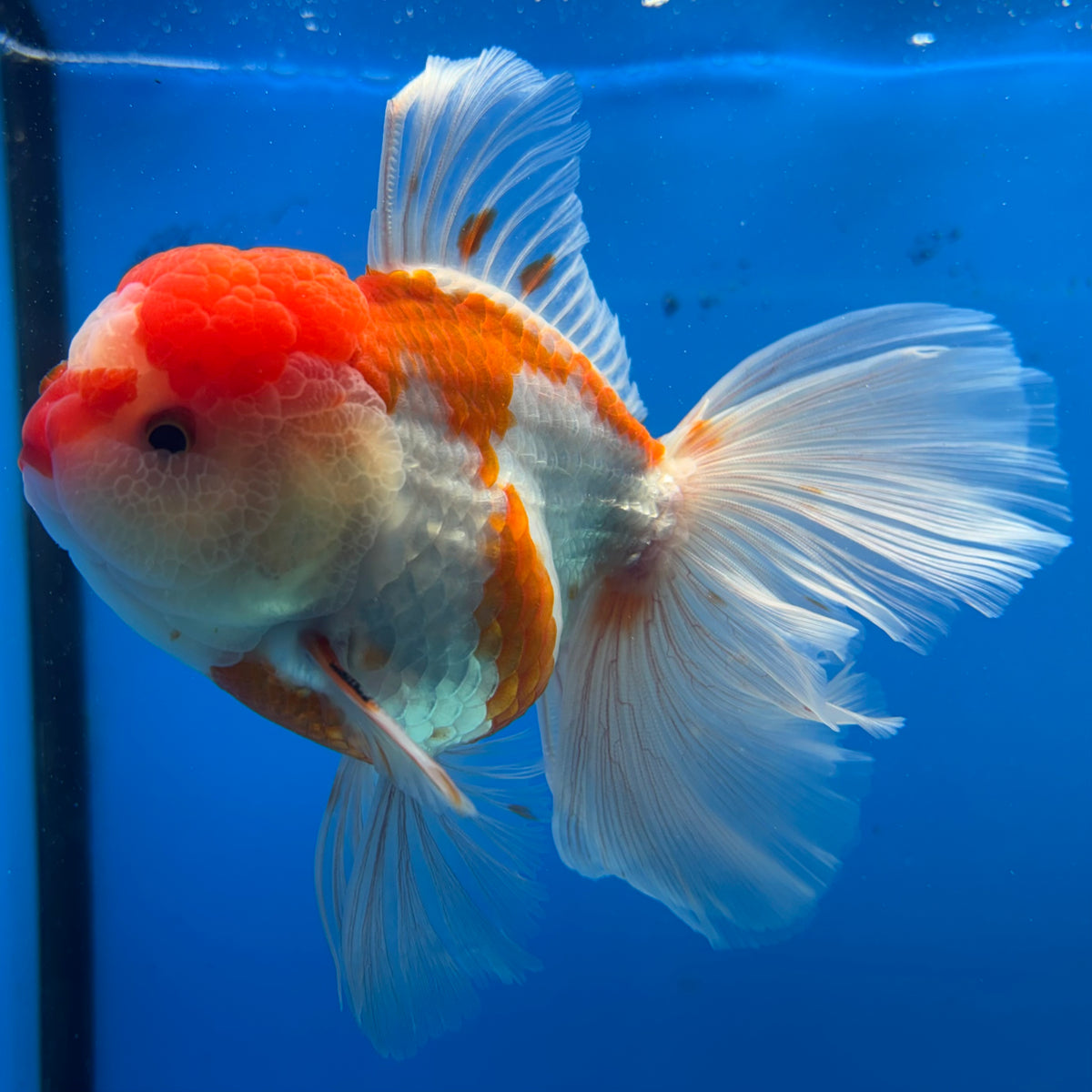 Thai Oranda Red/White 3.5” Male(CK-1624)R2A07