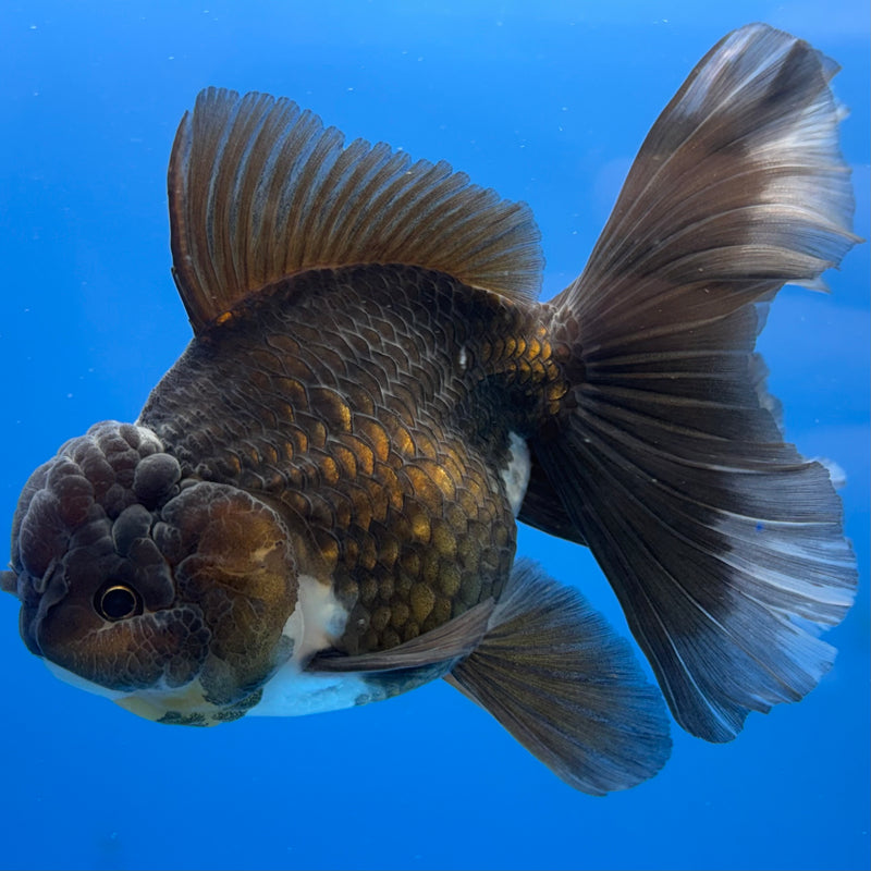 Thai Oranda Panda 3.5” Body Male(CK-693)R1B07