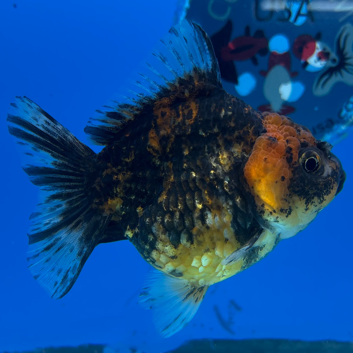 Thai Oranda Calico 3” Body Female(CK-1499)R3A05