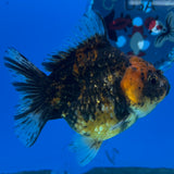 Thai Oranda Calico 3” Body Female(CK-1499)R3A05