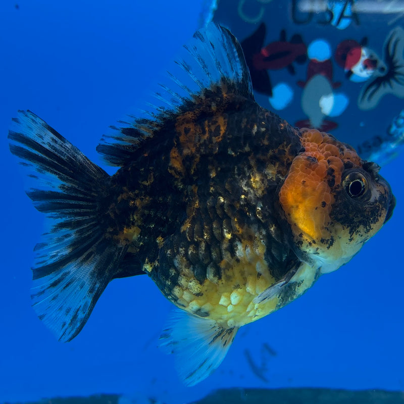 Thai Oranda Calico 3” Body Female(CK-1499)R3A05
