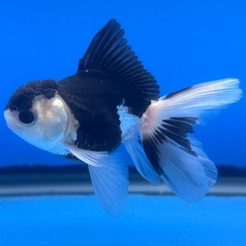 Thai Oranda Panda 2.5” Body Male(CK-1250)R3B08