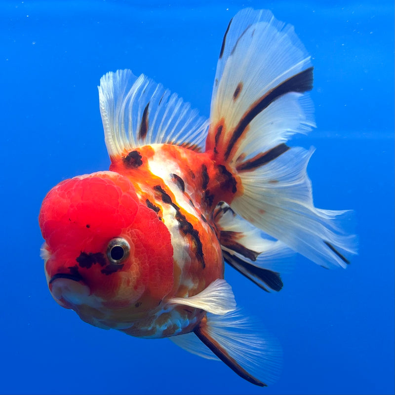 Thai Oranda JUMBO Tri-Color Calico Tiger 4” Body Female(QGF-CK-1322)BLUETUB1