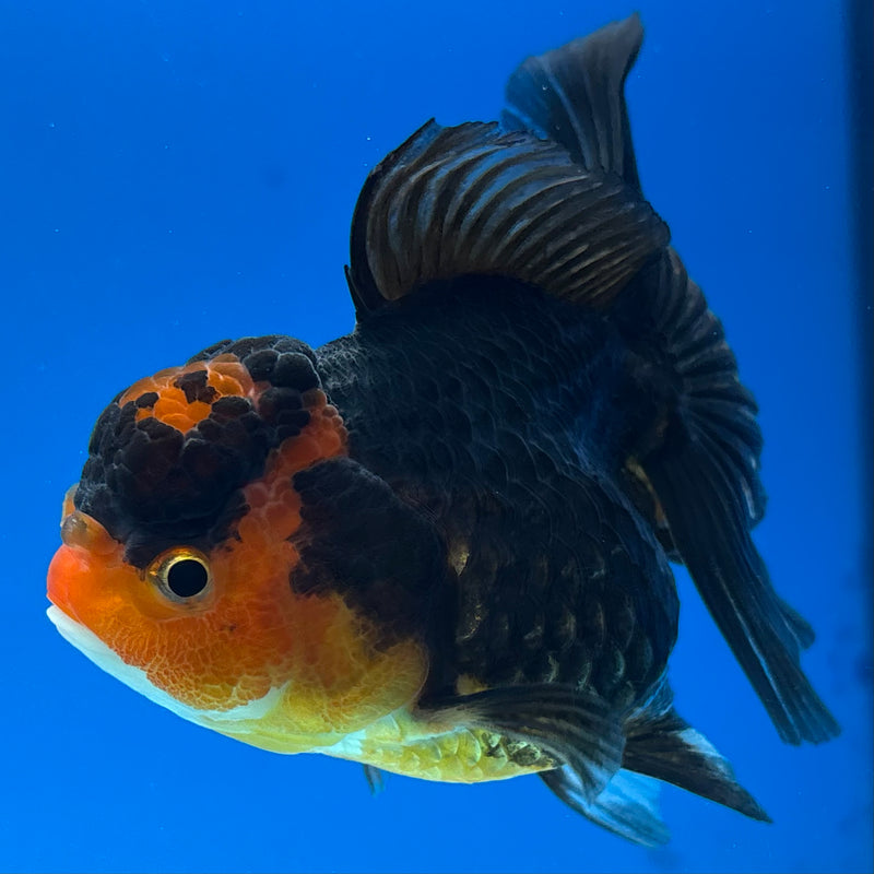 Thai Oranda Apache 3” Body Female(CK-960)R3B12