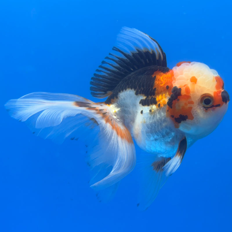 Thai Oranda Tri-Color/Apache 3” Body Female(CK-1376)R1B11