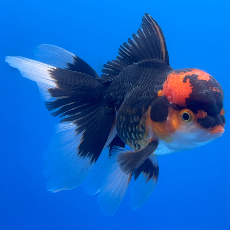 Thai Oranda Apache 3” Body Male(CK-683)R1A09