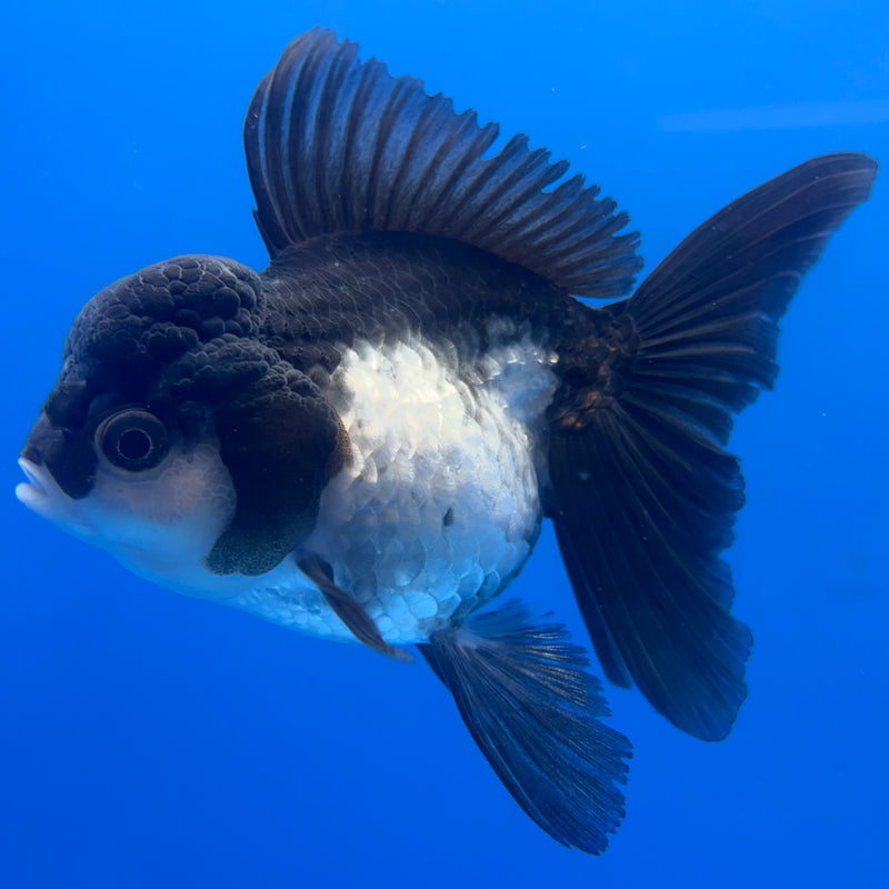 Thai Oranda Panda 3.5” Female(CK-785)R1A12