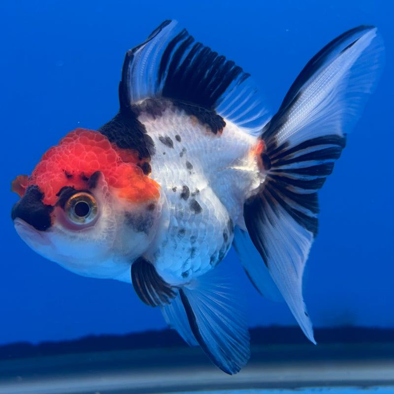 Thai Oranda Tri-Color 2.5” Body Female(CK-997)R3B20