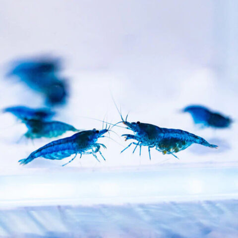 Live Freshwater Aquarium Premium Best Quality Blue Dream Shrimp 10/$30, 20/$50 (FS-013)