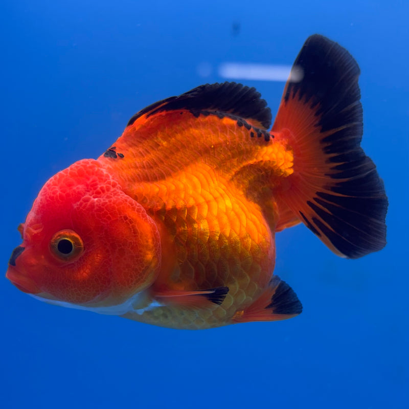 Thai Oranda Apache 3” Body Female(CK-701)R1A05