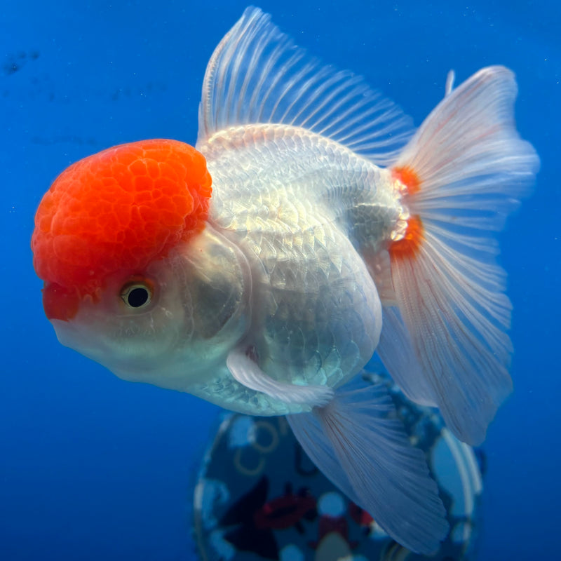 Thai Oranda White Body Red Cap 3.5" Female(CK-1542)R2B13