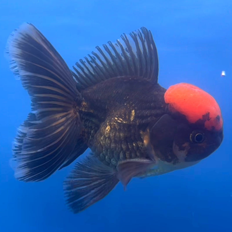 Thai Oranda Black Body Red Cap 3” Body Male(CK-669)R1B08
