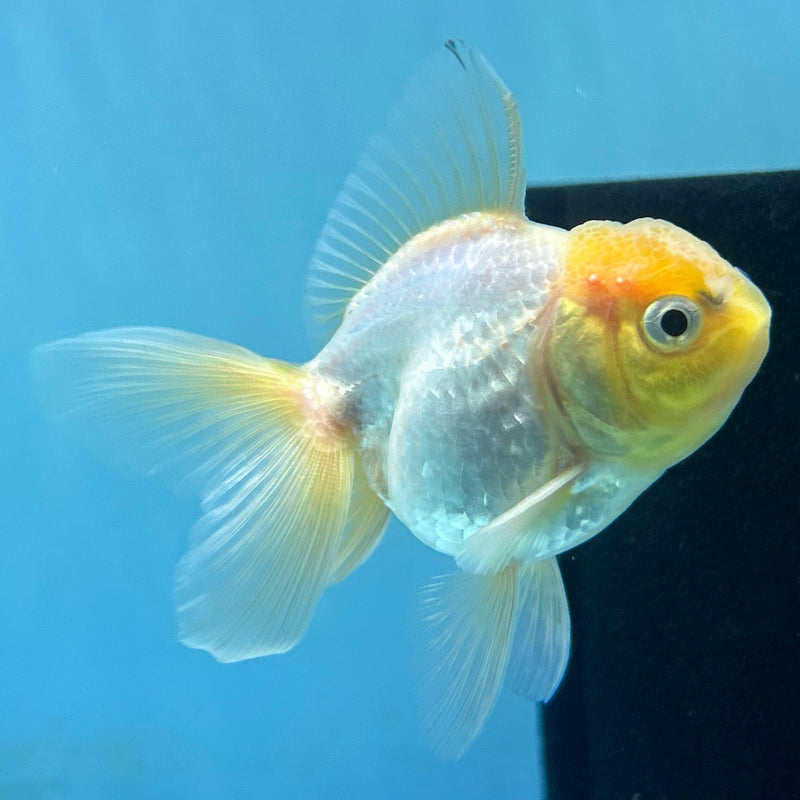 Thai White Lemon-Head Oranda 2“ Body Male (JCD-142)R4B14