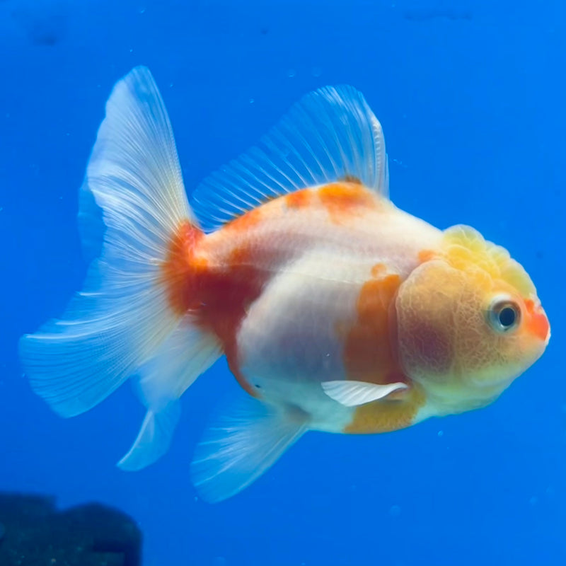 Thai Oranda Lemon Head Red/White Calico 2.5” Body Male(CK-1208)SHOWTANK