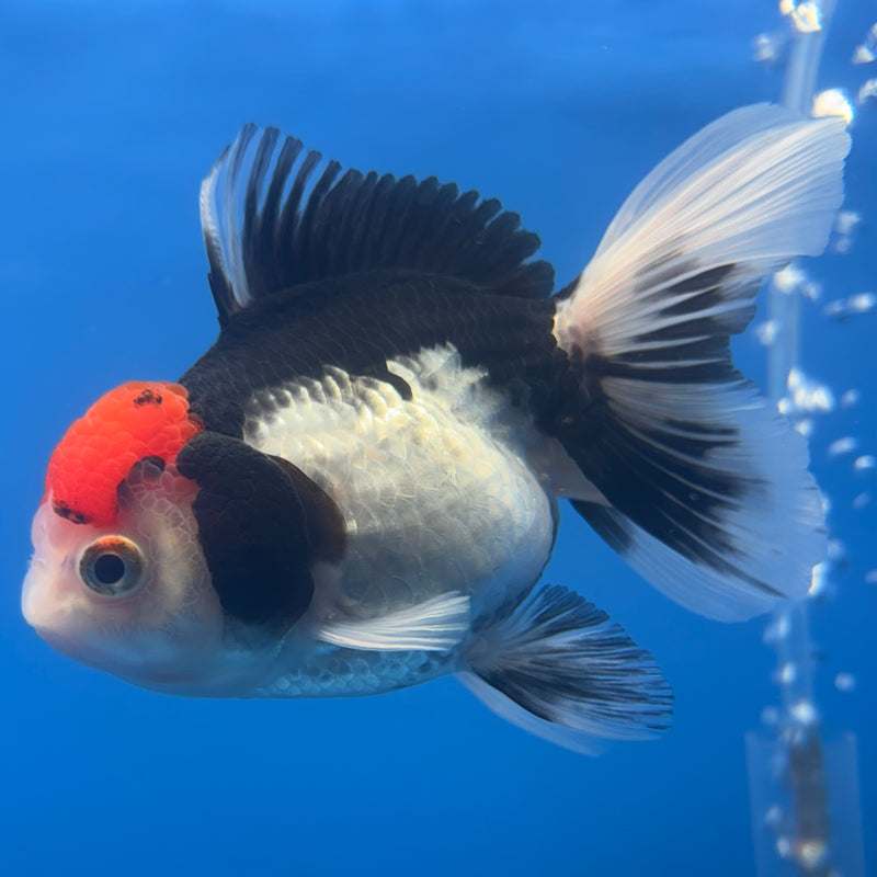 Thai Oranda Tri-Color 3” Body Female(CK-703)R1A05