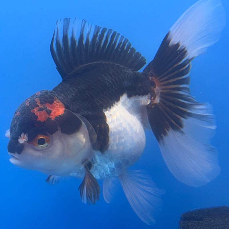 Thai Oranda Tri-Color Apache 3” Body Female(CK-685)R1A07