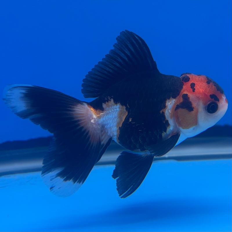Thai Oranda Apache 2.5” Body Female(CK-1260)R3B11