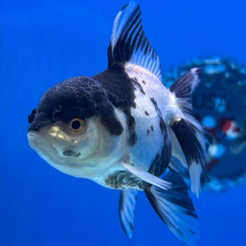 Thai Panda Oranda 3“Body Male (JCD-118)R4B09