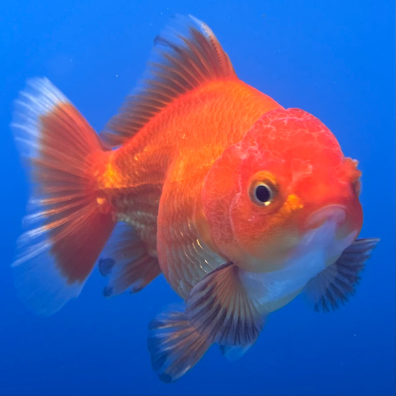 Thai Oranda Tri-Color 2.5” Body Male(CK-1003)R3B18