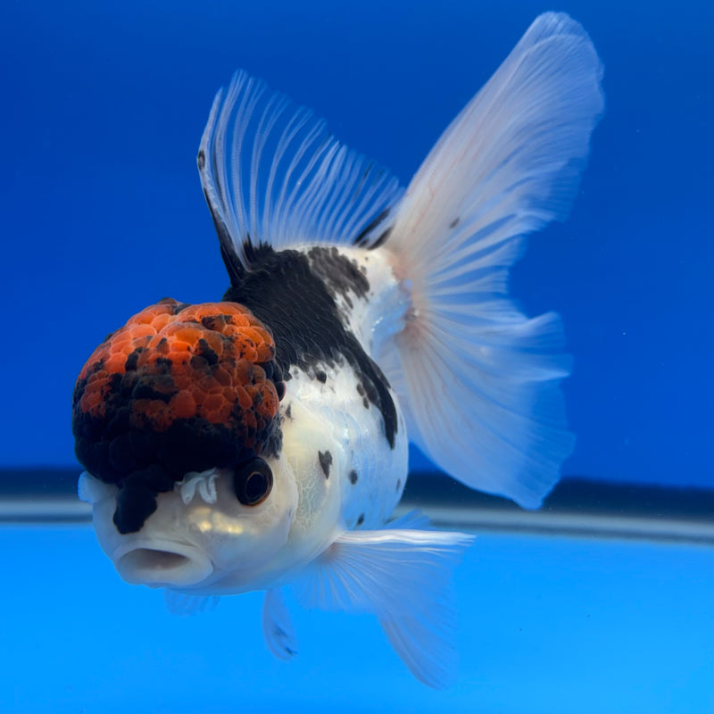 Thai Oranda Tri-Color 3.5” Body Female(CK-733)R1B01