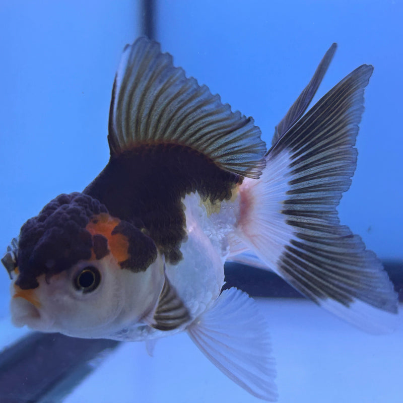Thai Tri-Color Panda Oranda 2”Body Female (JCD-024)R4B11