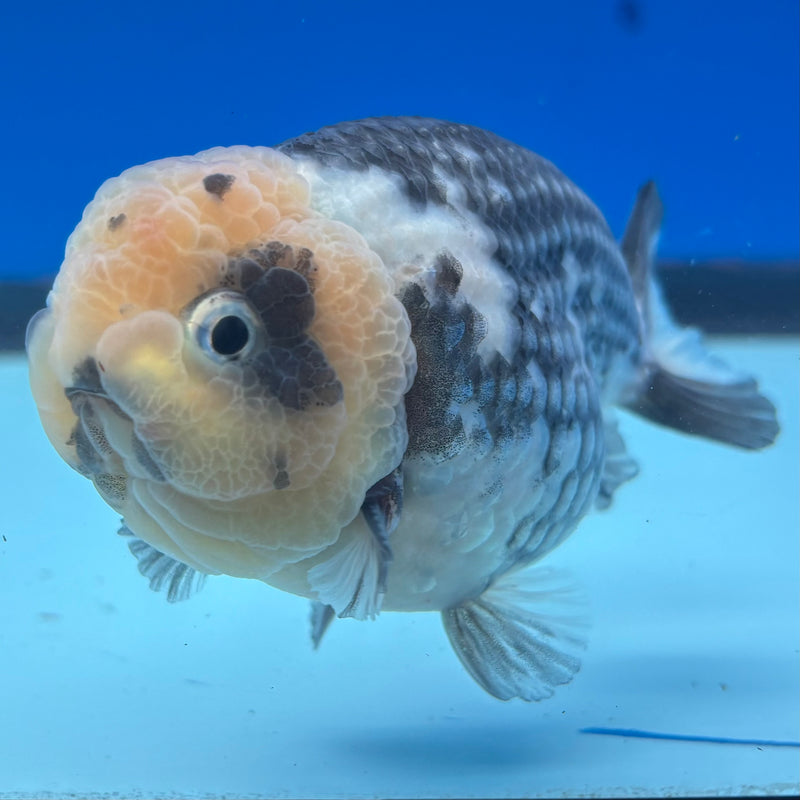 Thai Ranchu Dark Calico 3.5" Body Male(CK-898)R1A10