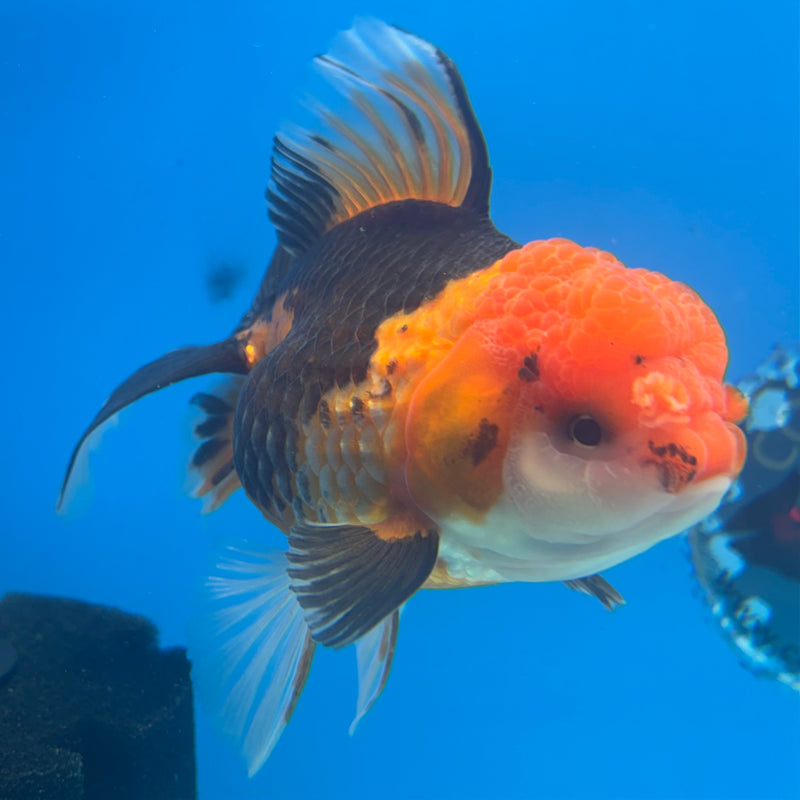 Thai Oranda Apache 3.5” Body Female(CK-906)R1BLUETUB4
