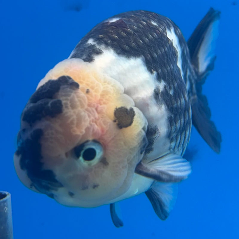 Thai Ranchu Lemon Head Dark Calico 3.5" Body Male(CK-895)R1A11