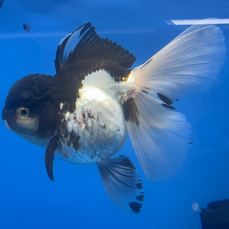 Thai Oranda Panda 4” Body Male(CK-807)R1A08