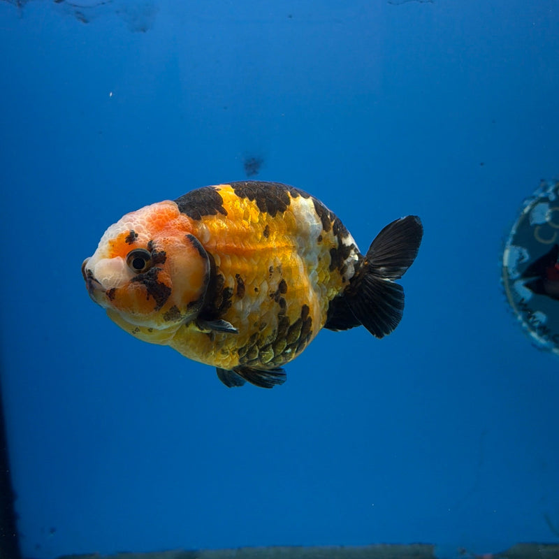 Chinese Ranchu Tiger Calico 4in Female (FEB-278)BLUETUBC