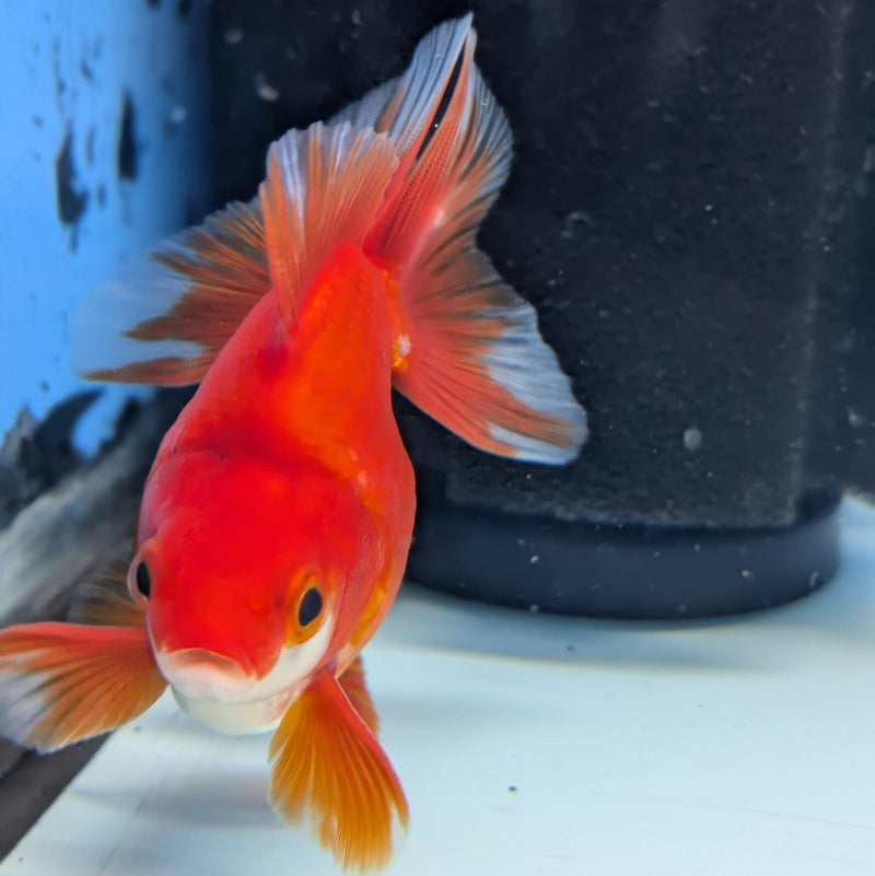 (KP-241) Red & White Thai Ryukin 2.5'' Male Show Quality R3B15