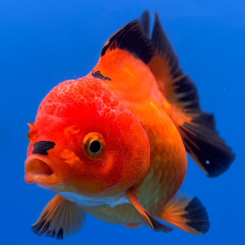 Thai Oranda Apache 3” Body Female(CK-701)R1A05