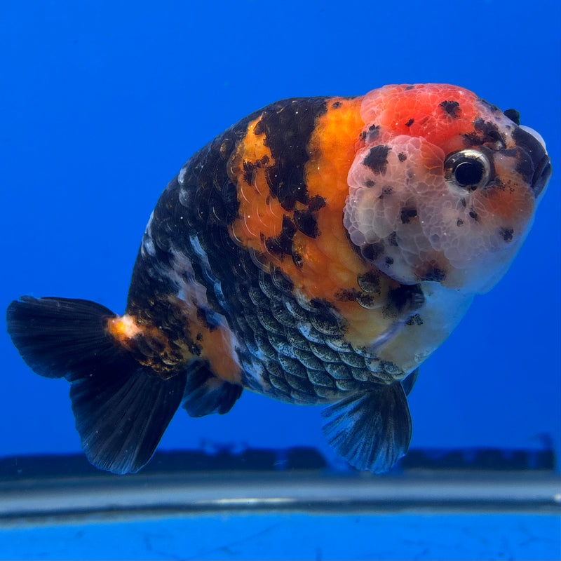 Chinese Ranchu Calico 4” Body Male(CK-1459)R2A07