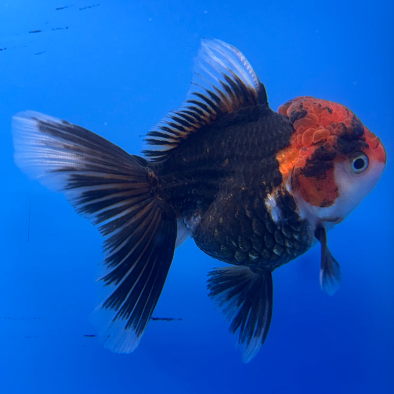Thai Oranda Apache 3” Body Female(CK-957)R3B13