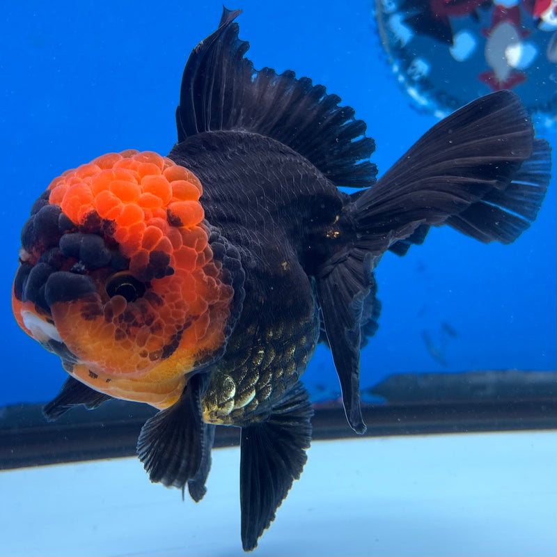 Thai Oranda Apache 3.5" Male(CK-1534)R2A06