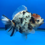 Thai Oranda Tri-Color Tiger 4" Male(NKT-CK-1568)BLUETUB-B