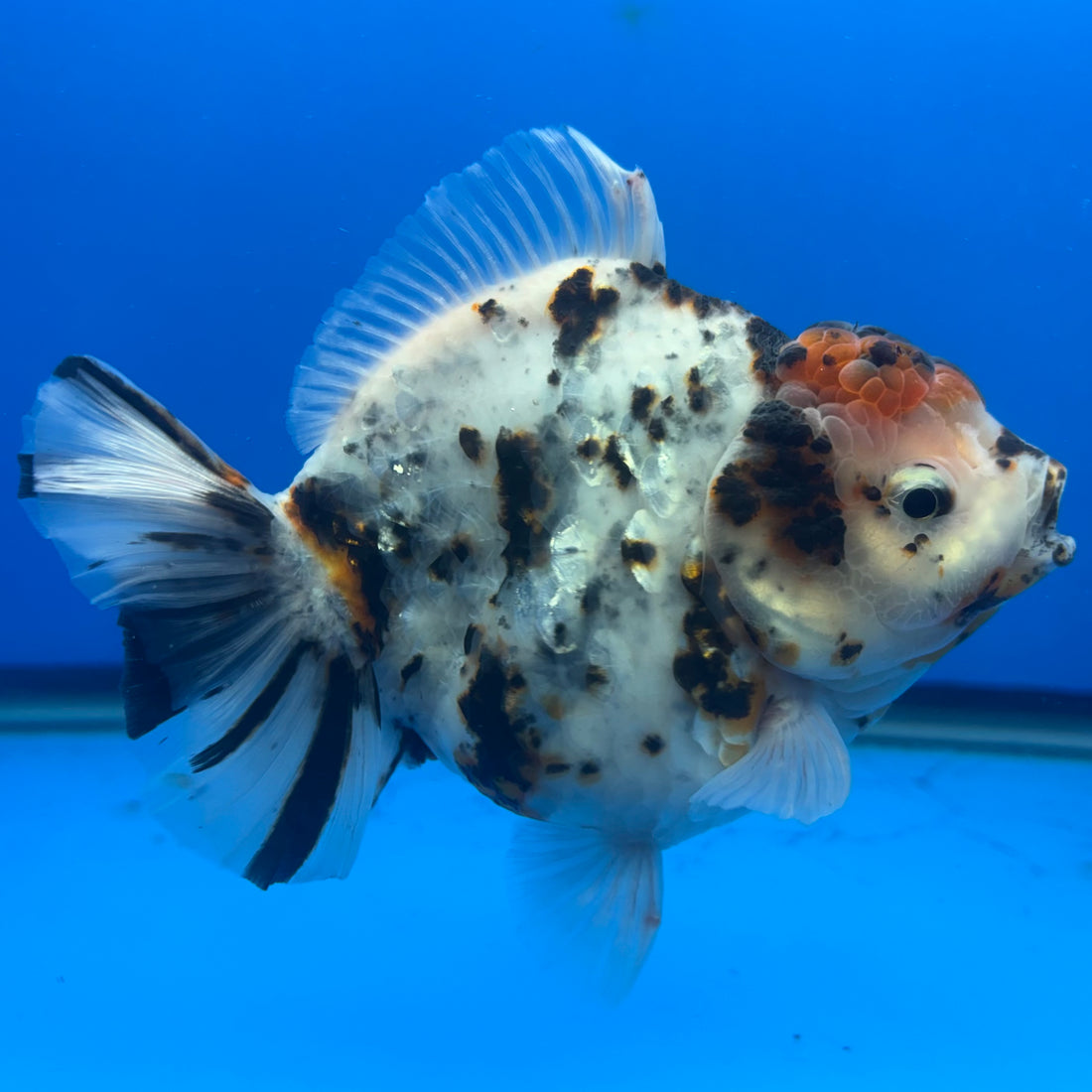 Thai Oranda Tri-Color Tiger 4" Male(NKT-CK-1568)BLUETUB-B