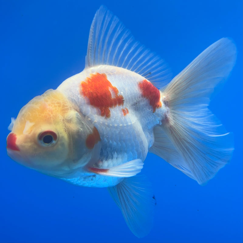 Thai Oranda Lemon Head Red/White 3” Body Male(CK-1457)SHOWTANK2