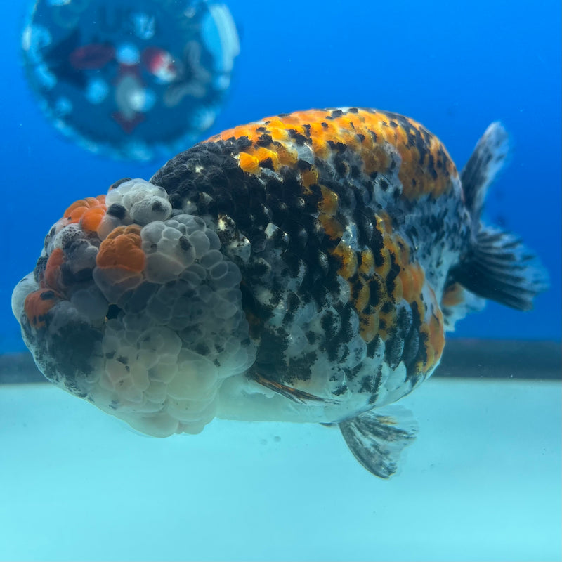 Thai Ranchu JUMBO Calico 4.5” Body Female(BIN-CK-1047)SHOWTANK2