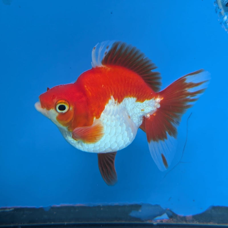 (KP-233) Red & White Thai Ryukin 2.5'' Male Show Quality R3B15